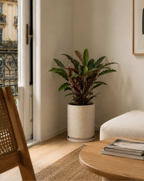 Calathea Rufibarba L - Pur Plant