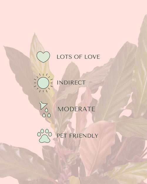 Calathea Rufibarba L - Pur Plant