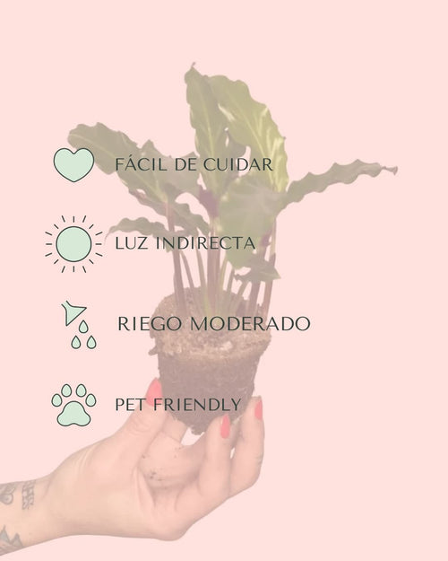 Calathea Rufibarba Mini - Pur Plant