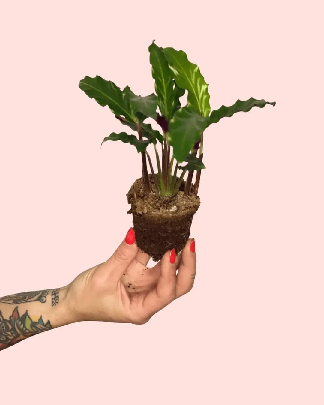 Calathea Rufibarba Mini