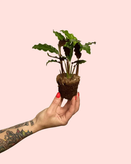 Calathea Rufibarba Mini - Pur Plant