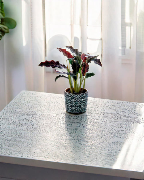 Calathea Rufibarba Mini - Pur Plant