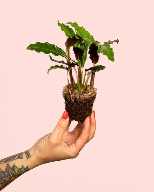 calathea-rufibarba-mini