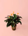 Calathea Tassmania M - Pur Plant