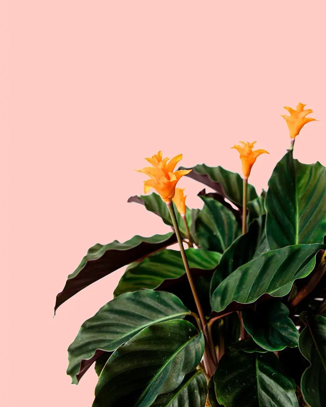 Calathea Tassmania - Crocata