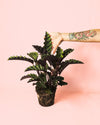 Calathea Velvet Glory M - Pur Plant