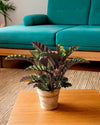 Calathea Velvet Glory M - Pur Plant