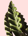 Calathea Velvet Glory M - Pur Plant