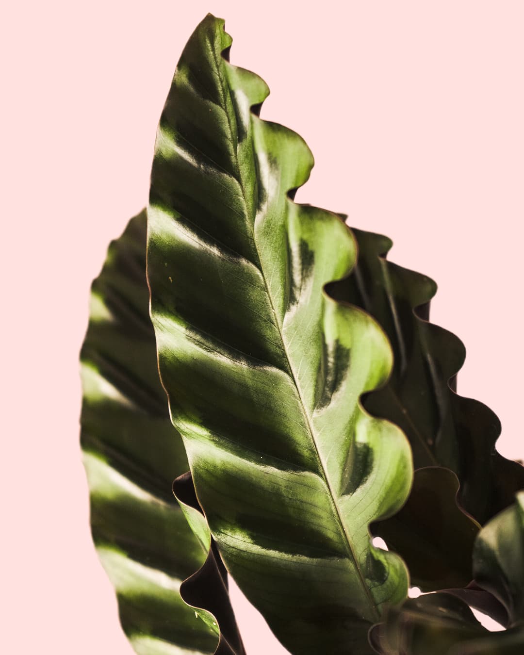Calathea Velvet Glory M - Pur Plant