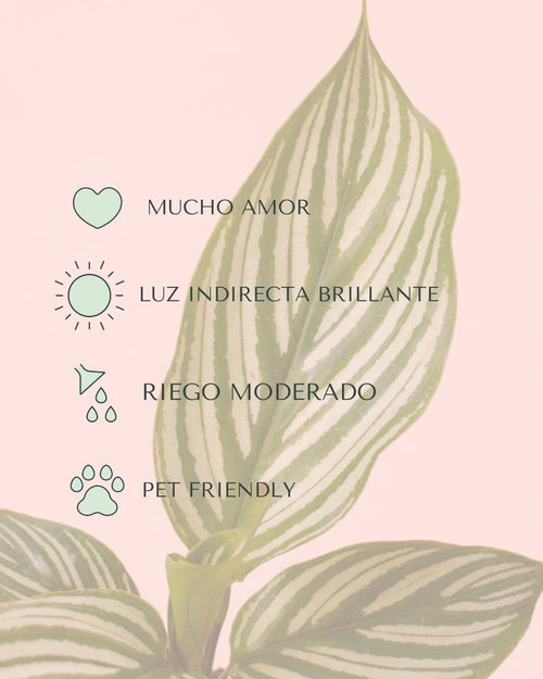 Calathea Vittata Mini - Pur Plant