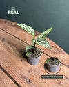 Calathea Vittata Mini - Pur Plant