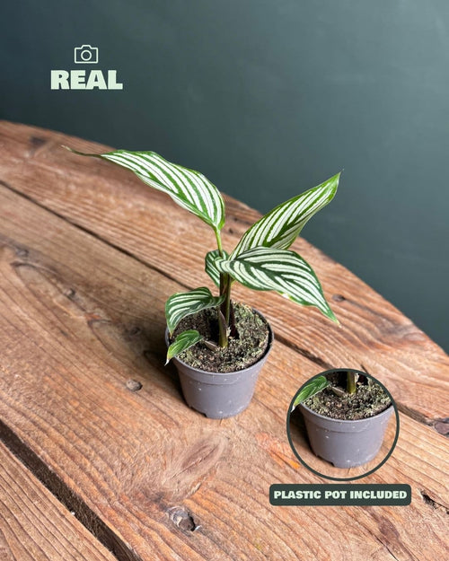 Calathea Vittata Mini - Pur Plant