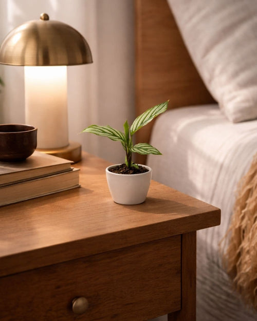 Calathea Vittata Mini - Pur Plant