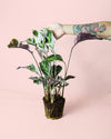 Calathea White Fusion M - Pur Plant