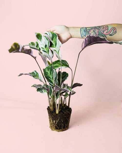Calathea White Fusion M - Pur Plant