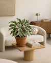 Calathea White Fusion M - Pur Plant