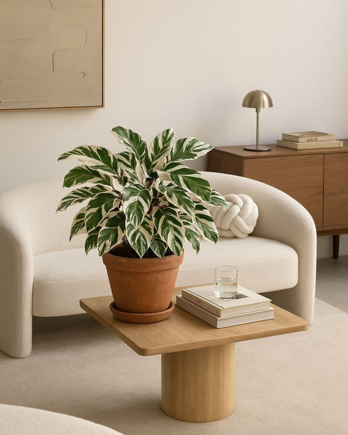 Calathea White Fusion M - Pur Plant