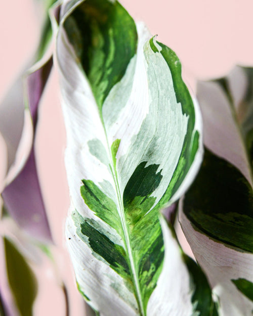 Calathea White Fusion M - Pur Plant