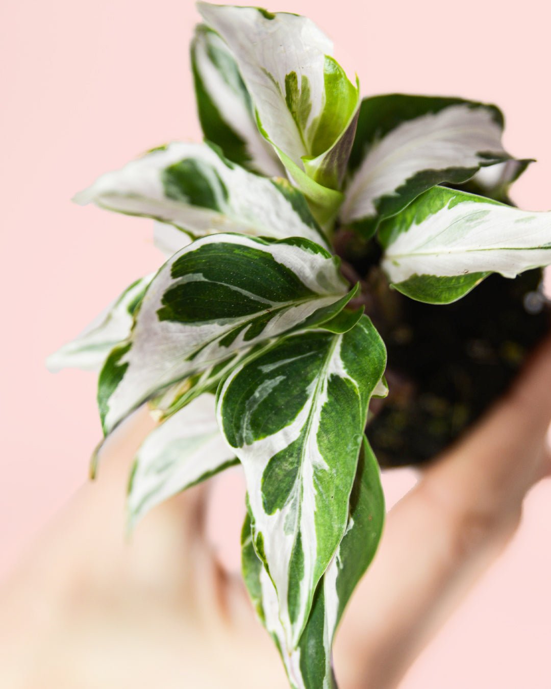 Calathea White Fusion Mini - Pur Plant