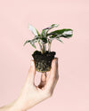 Calathea White Fusion Mini - Pur Plant