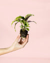 Calathea Yellow Miracle Mini - Pur Plant