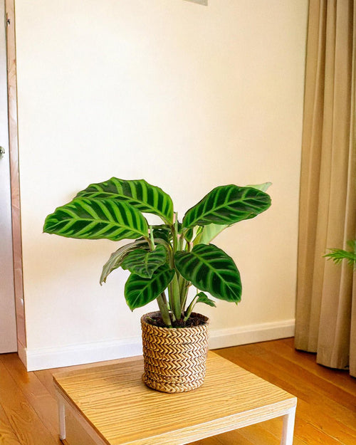 Calathea Zebrina M - Pur Plant