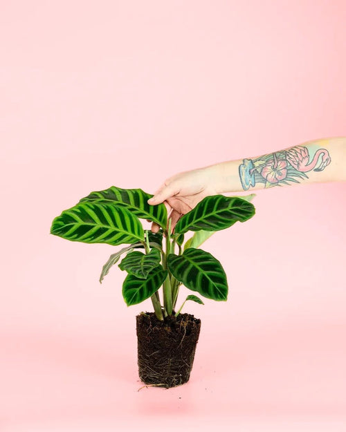 Calathea Zebrina M - Pur Plant