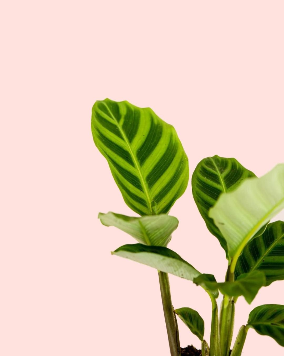Calathea Zebrina Mini - Pur Plant