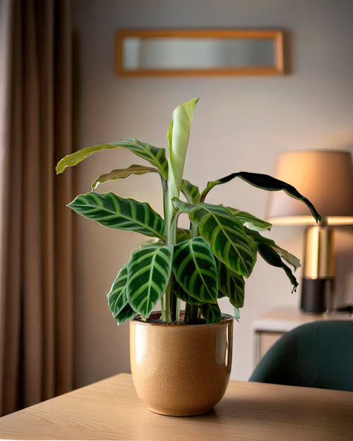 Calathea Zebrina Mini - Pur Plant