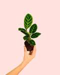 Calathea Zebrina Mini