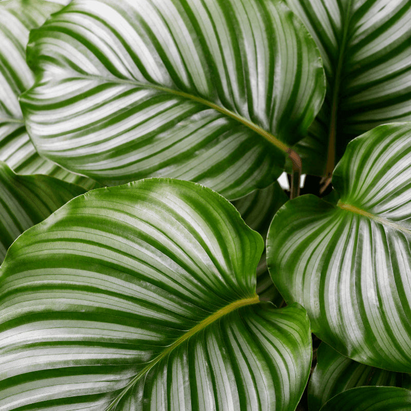 Cómo Cuidar Calathea