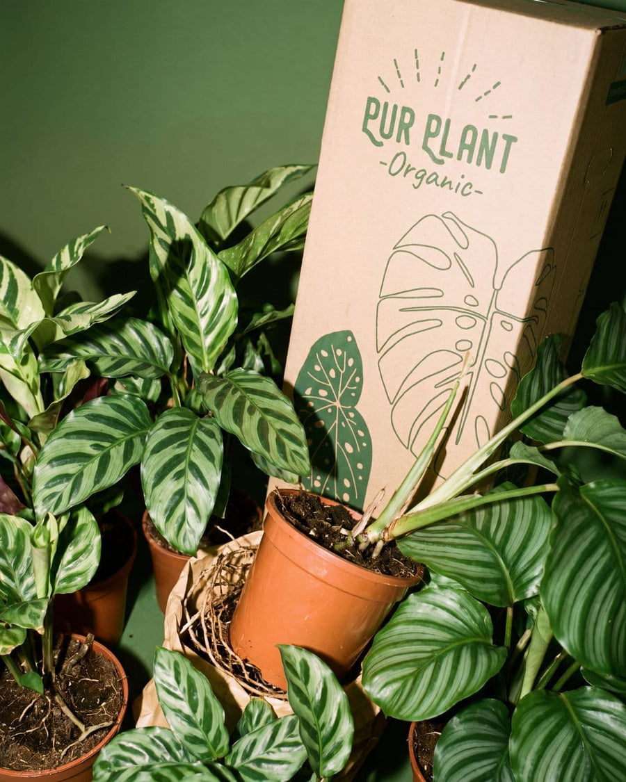 Black Friday en Calatheas