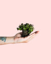 Callisia Turtle Mini - Pur Plant