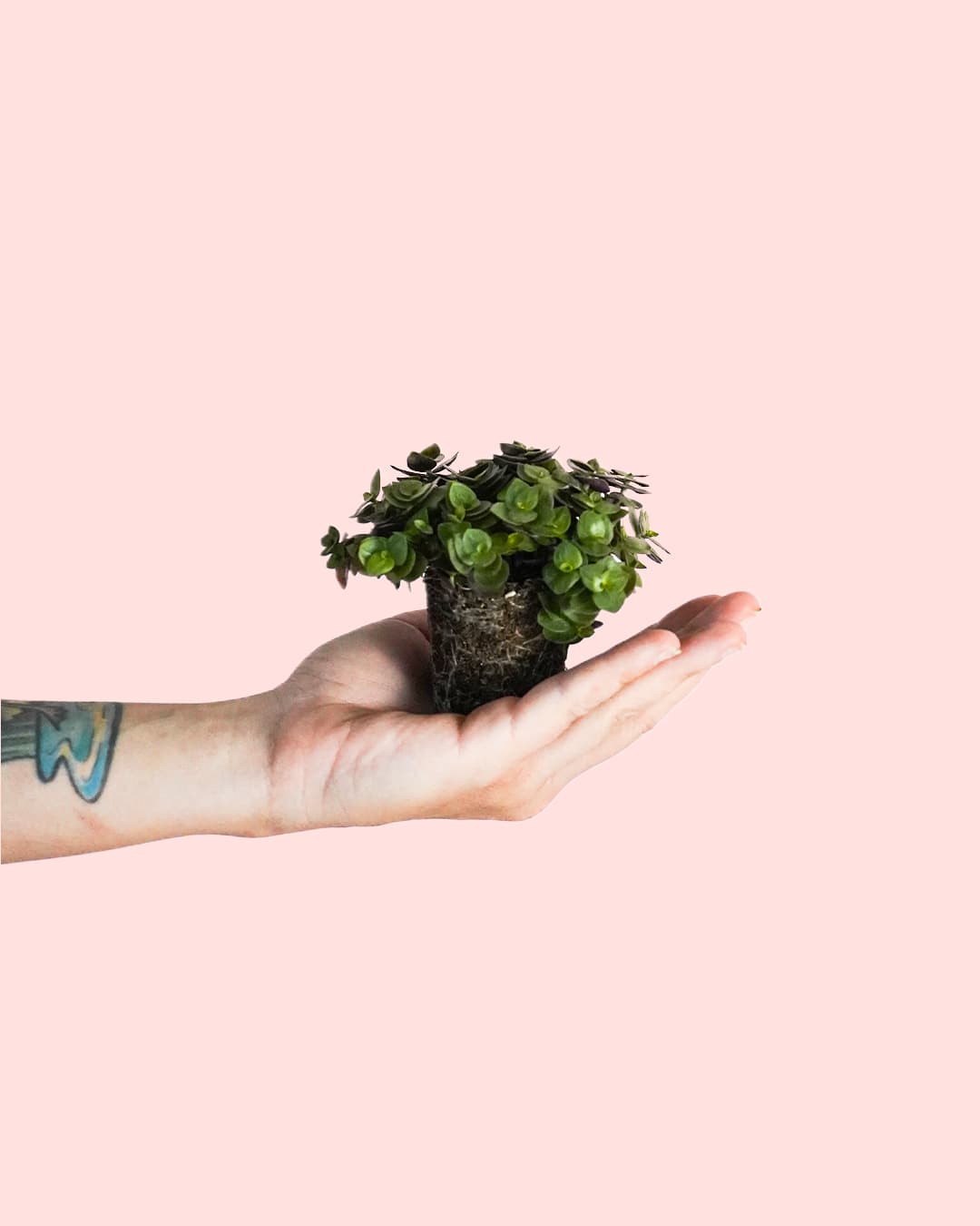 Callisia Turtle Mini - Pur Plant