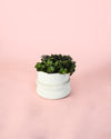 Callisia Turtle Mini - Pur Plant