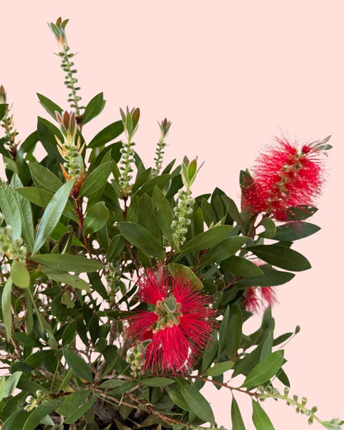 Callistemon Citrinus L - Pur Plant