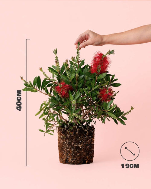 Callistemon Citrinus L - Pur Plant