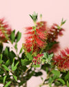 Callistemon Citrinus L - Pur Plant