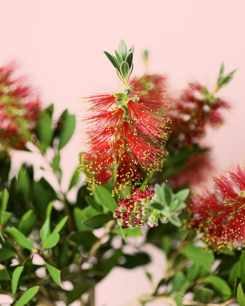 Callistemon Citrinus L - Pur Plant