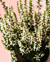 Calluna Brezo Blanca Mini - Pur Plant