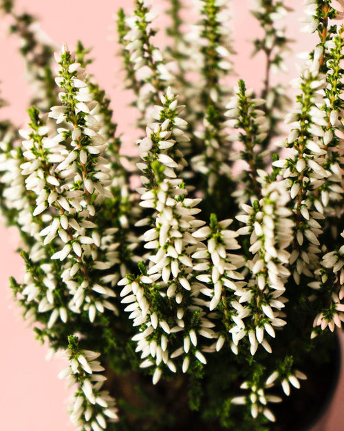 Calluna Brezo Blanca Mini - Pur Plant