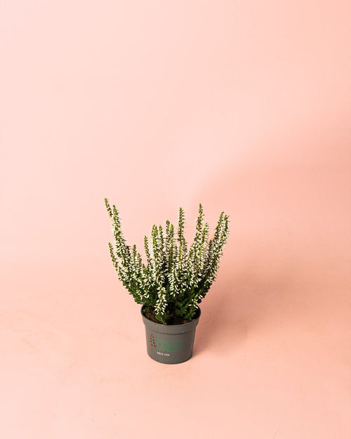 Calluna Brezo Blanca Mini - Pur Plant