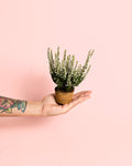 Calluna Brezo Blanca Mini