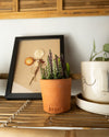 Calluna Brezo Multicolor Mini - Pur Plant