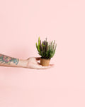 Calluna Brezo Multicolor Mini