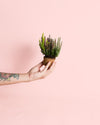 Calluna Brezo Multicolor Mini - Pur Plant