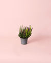 Calluna Brezo Multicolor Mini - Pur Plant