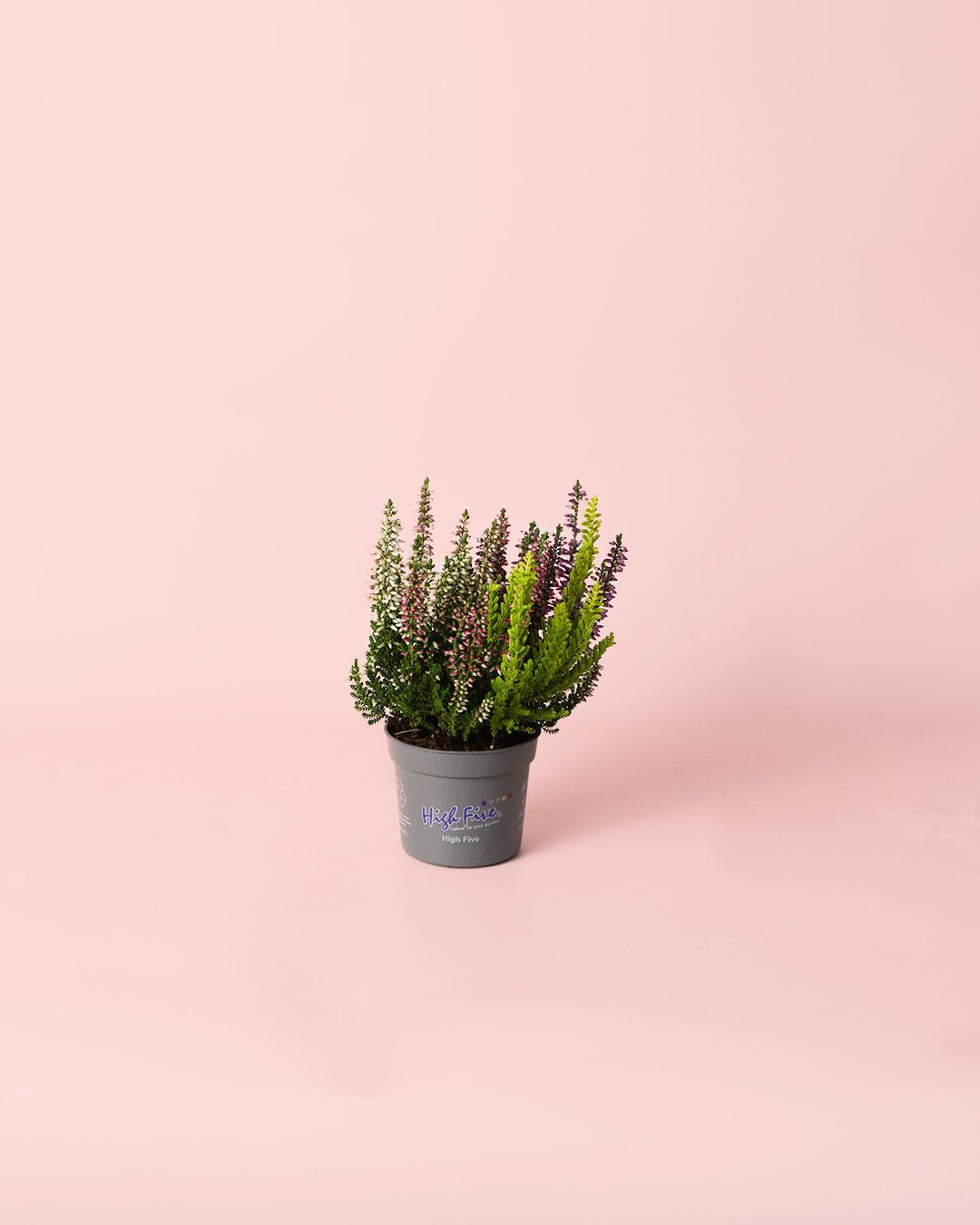 Calluna Brezo Multicolor Mini - Pur Plant
