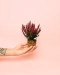 Calluna Brezo Roja Mini