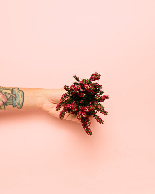 Calluna Brezo Roja Mini - Pur Plant